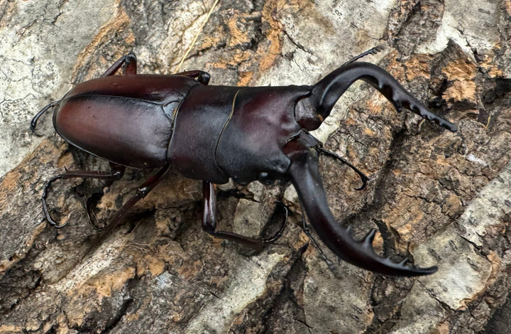 【WD】《ノコギリクワガタ 伊豆大島産 61mm ペア》