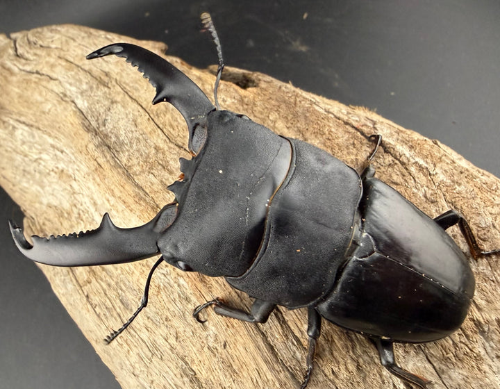 【WD】《ミンダナオヒラタ マラグサン産 91mm ペア》