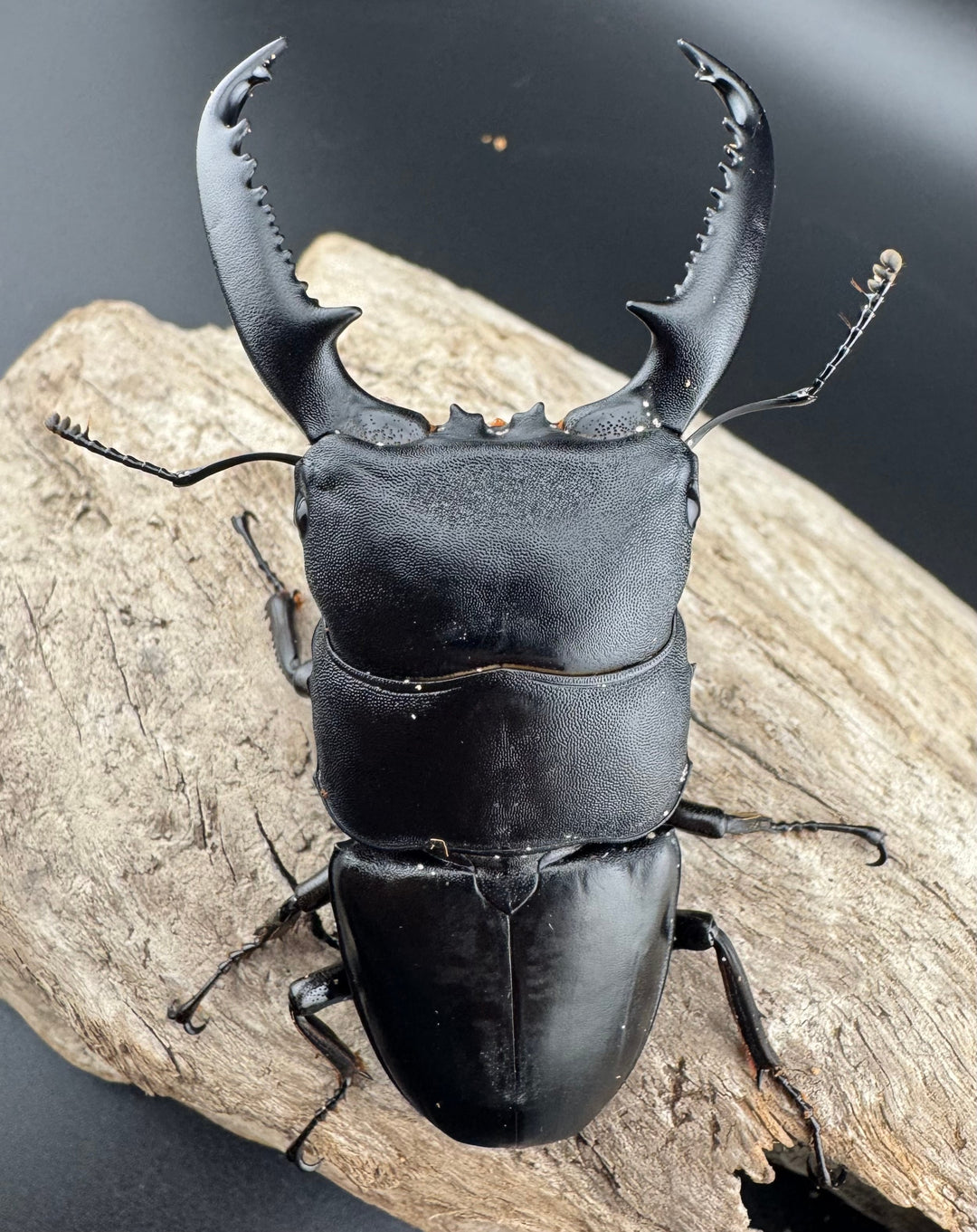 【WD】ロングホーン《パラワンオオヒラタ 85.5mm ペア》