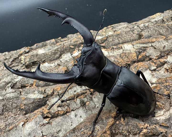 【WD】《マンディブラリスフタマタ 100mm ペア》