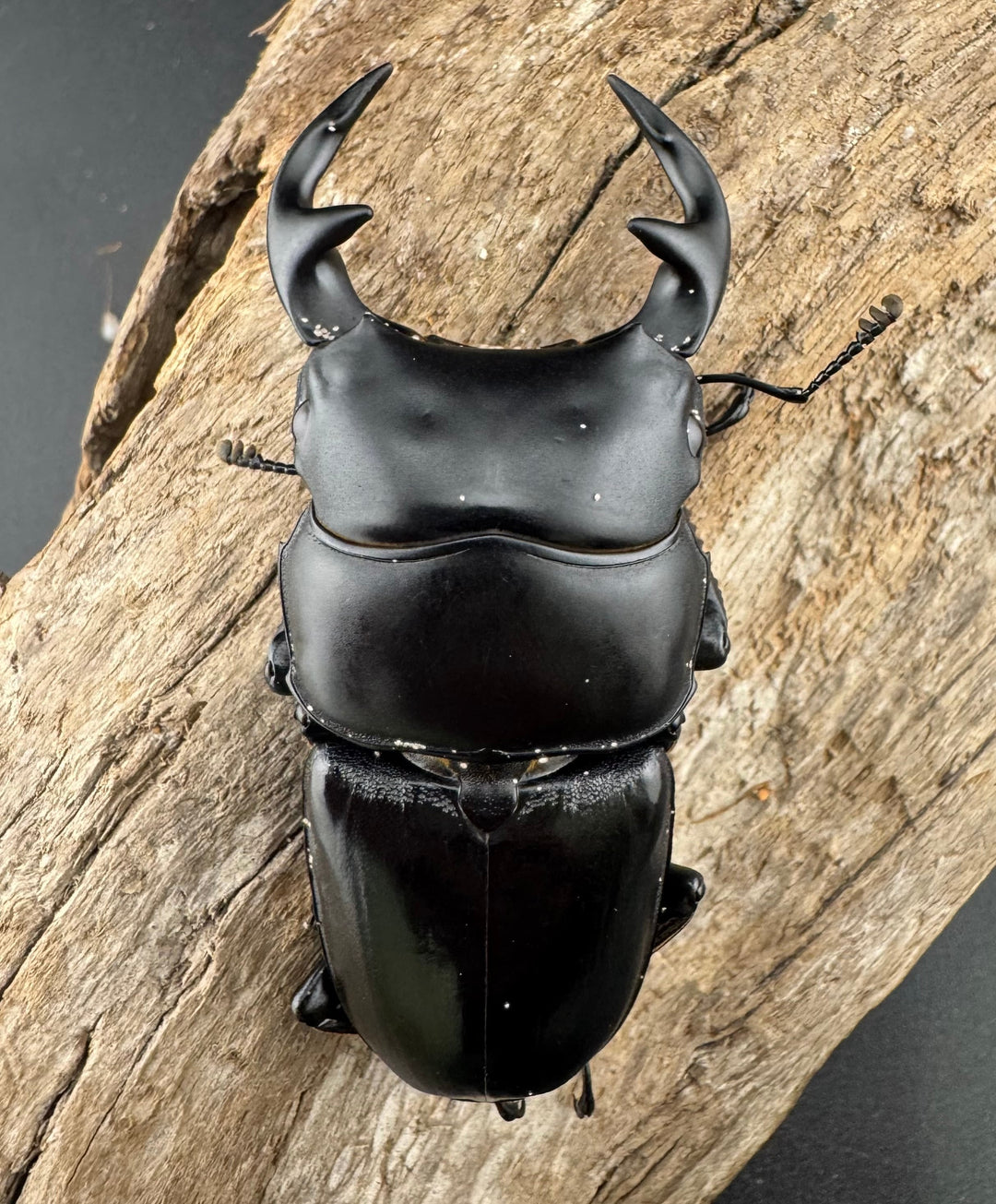 【WD】《グランディスオオクワ原名亜種 70mm ペア》