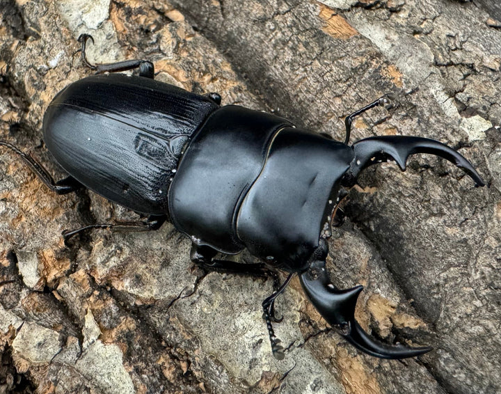 【WD】《ミンダナオパリーオオクワ  56mm ペア》