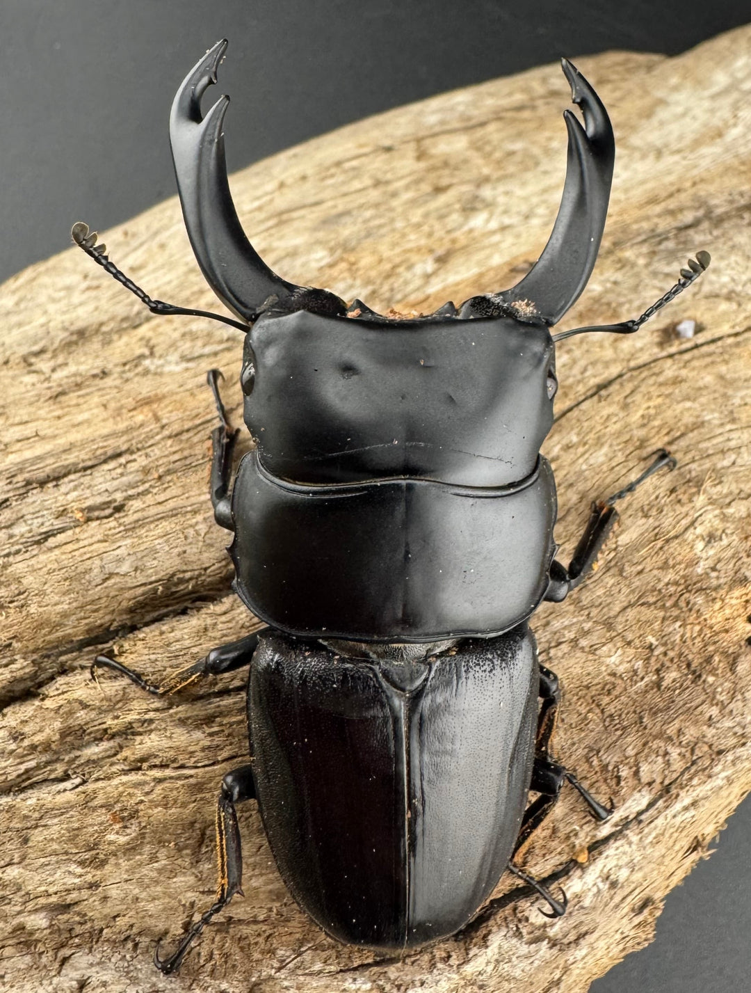 【WD】《ミンダナオパリーオオクワ キダパワン産 70.5mm ペア》