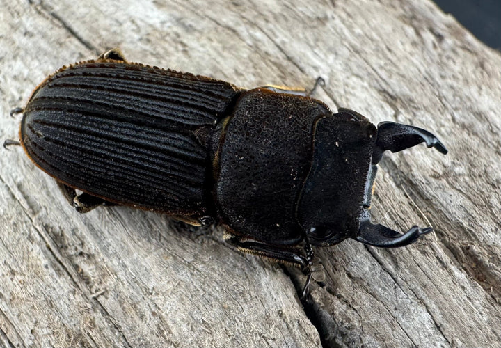 【F0】《ベルティヌスサビクワガタ 貴州省産 Free ペア》②