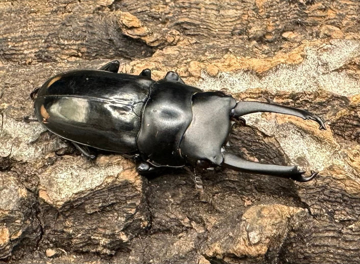 《ヒマラヤコクワ 38.5mm ペア＋♂おまけ》