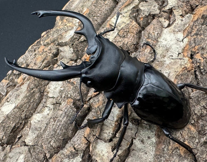 【WD】《インターメディアツヤクワガタ 86mm ペア》