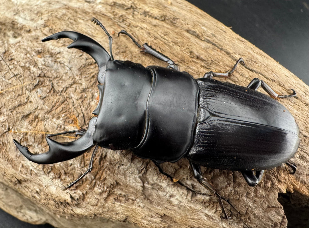 【WD】《ミンダナオパリーオオクワ キダパワン産 60mm ペア》