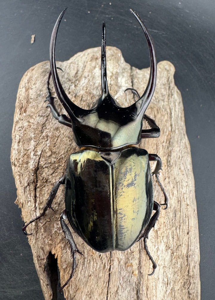 【WD】《ミンダナオアトラスオオカブト マラグサン産 95mm ペア》