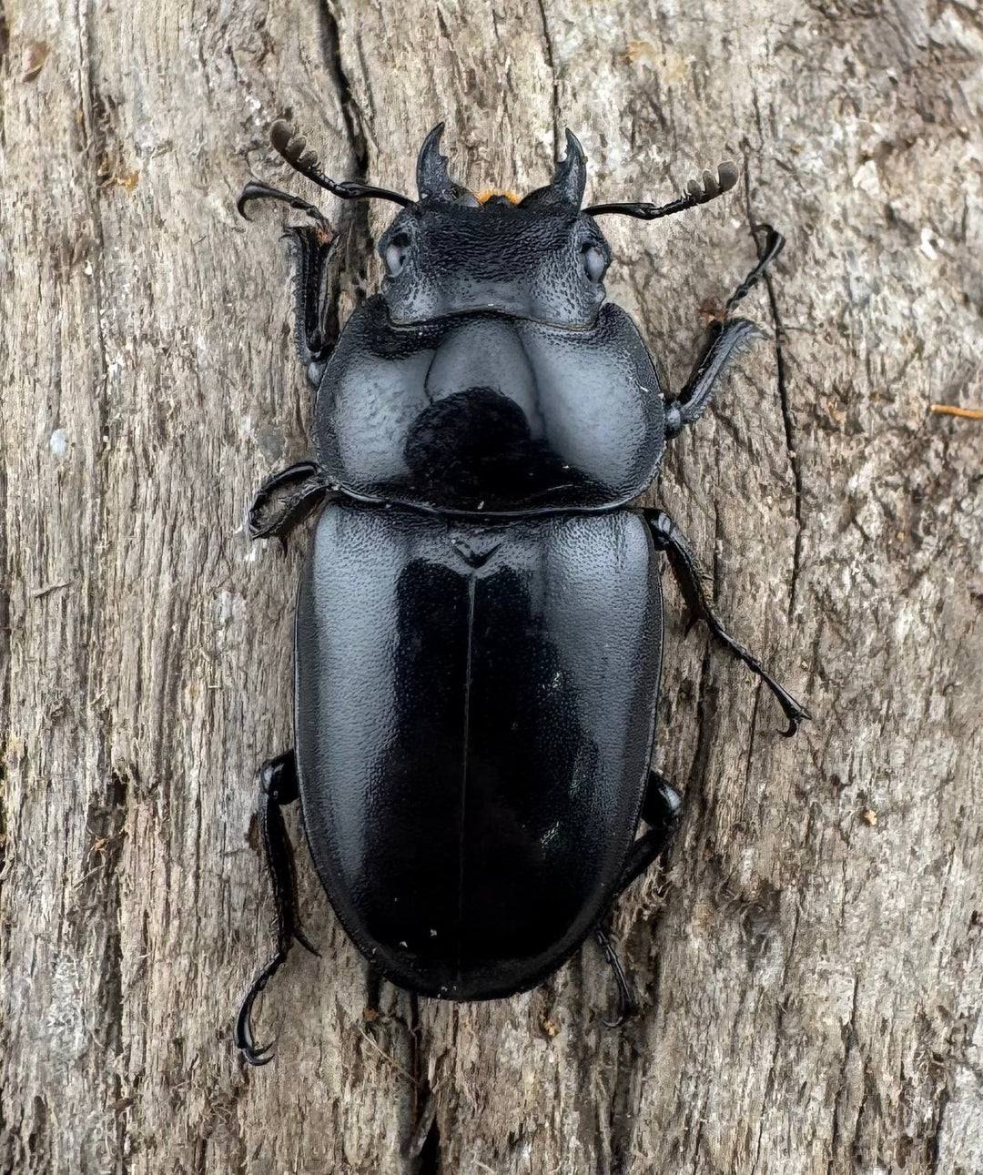 【WD】《フォルフィクラノコギリ原名亜種（マルバネノコギリ） 54mm ペア》