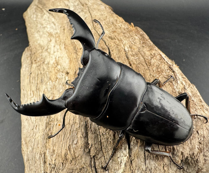 【WD】《スマトラオオヒラタ アチェ産 76mm ペア》