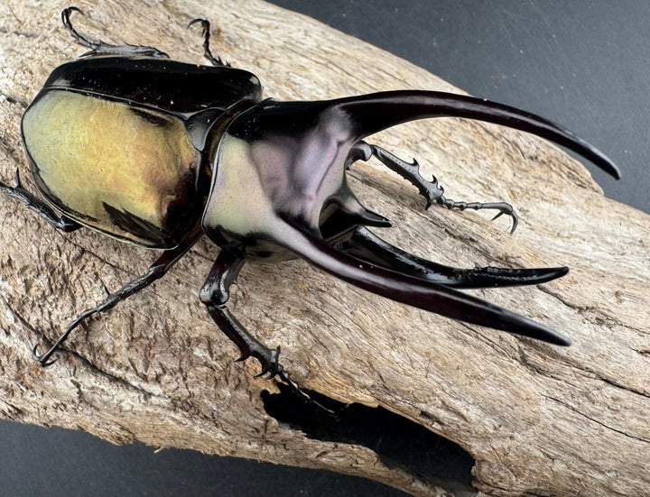 【WD】《アトラスオオカブト スマトラ島産 81mm ペア》