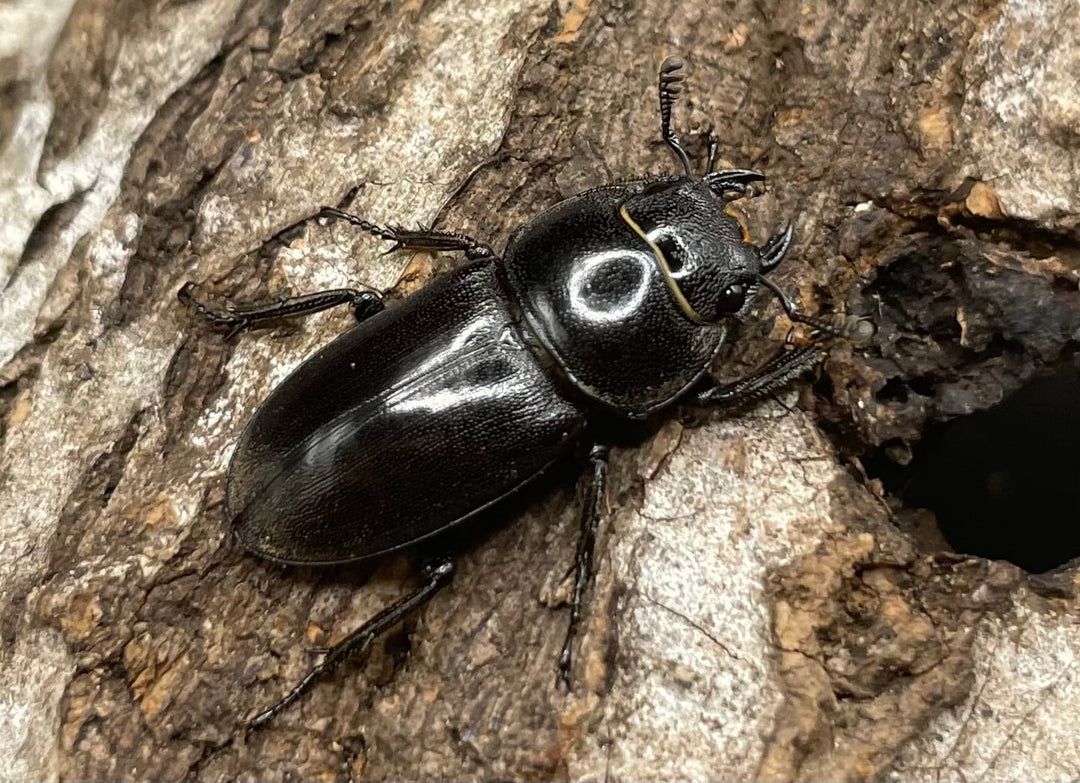 【WD】《グラキリスノコギリヒラタクワガタ 41mm ペア》