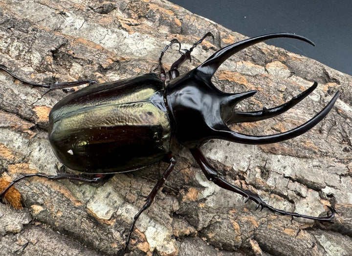 【WD】《ジャワコーカサスオオカブト 105.5mm ペア》