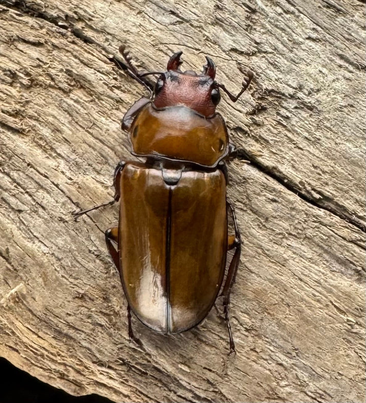 【WD】《カスタネウスオニクワガタ 23mm ♂♀♀トリオ》