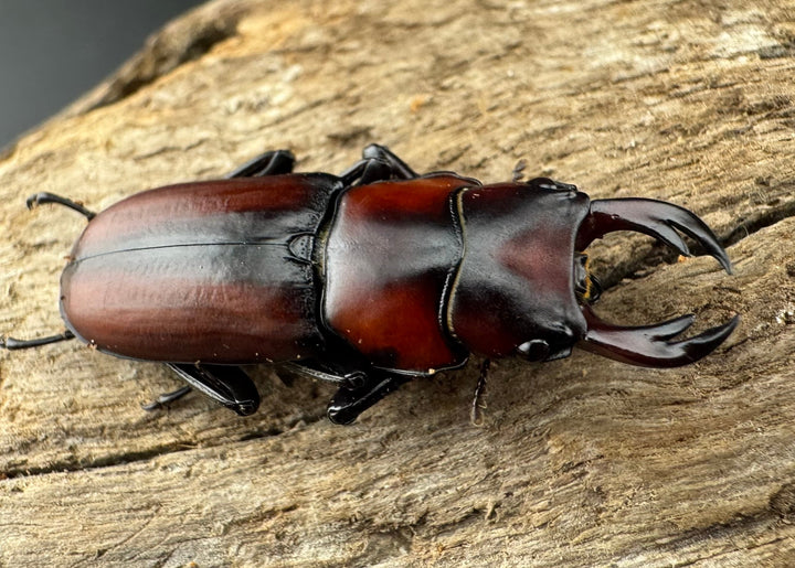 【WD】《アカヘリセスジ 27.5mm ペア》