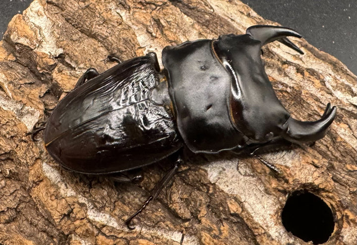 《ホペイオオクワ JS 72mm ペア》