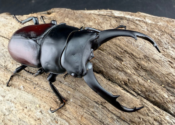 《ドンキエルコクワ原名亜種 ミャンマー産 67.5mm ペア》