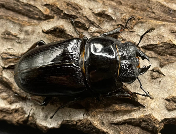 《オオクワガタ 能勢YG血統 76mm ペア》