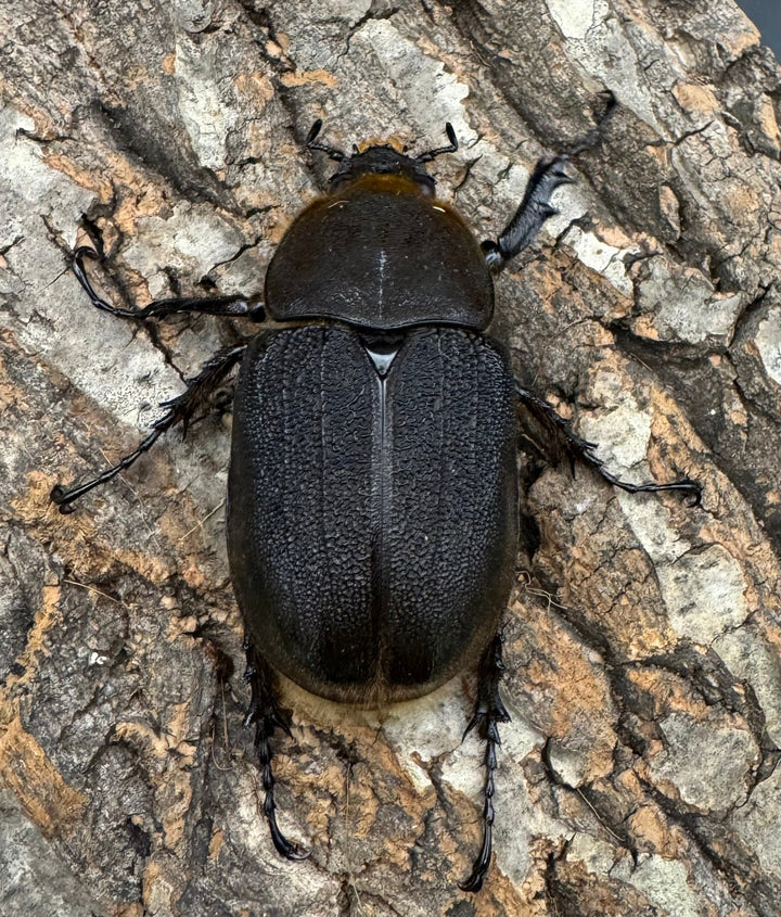 《ヘラクレス・ヘラクレス 128mm ペア》