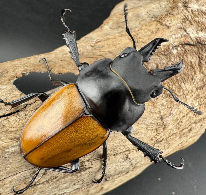 【WD】《ニティドゥスマルバネ亜種lemeei 広西壮族産 50mm ペア》