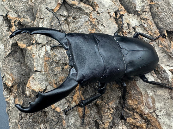 【WD】ロングホーン《南カマリネスヒラタ 90mm ペア》