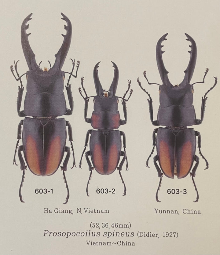 【WD】超貴重種《スピネウスノコギリクワガタ 36mmUP ペア B品》