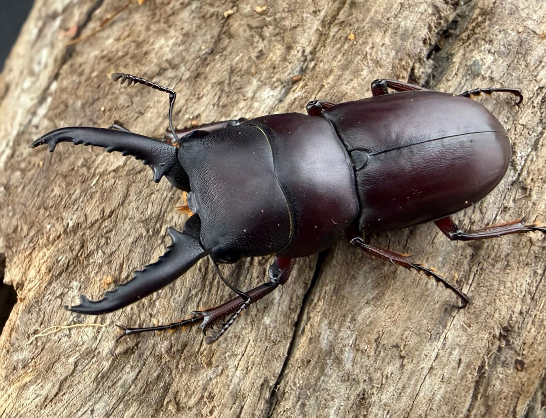 【WD】《デンティクラトゥスノコギリヒラタ 35.5mm ペア》