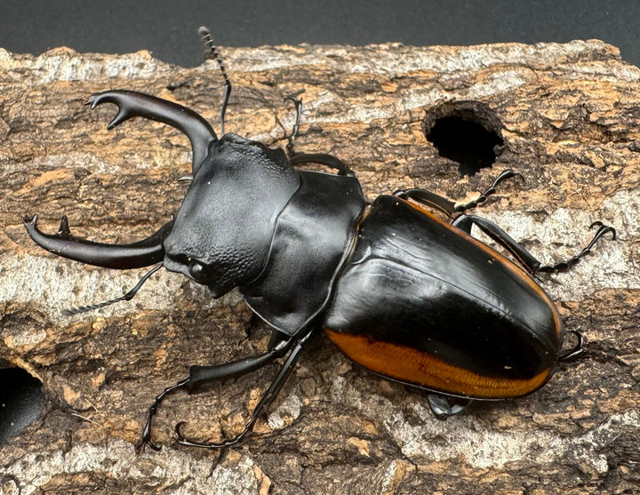 【WD】《スティーブンスツヤ亜種mamaesaensis 69mm ペア》