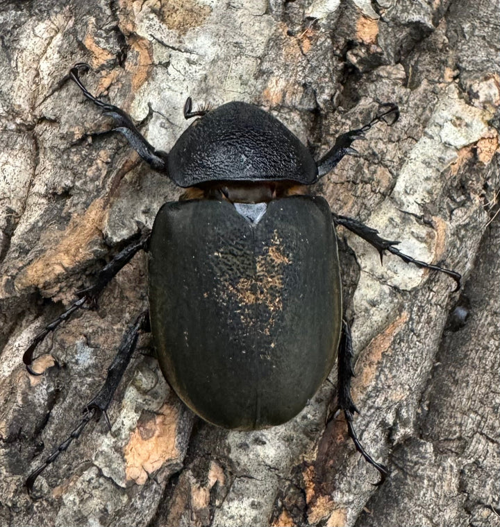 【WD】《ミンダナオアトラスオオカブト 90mm ペア》