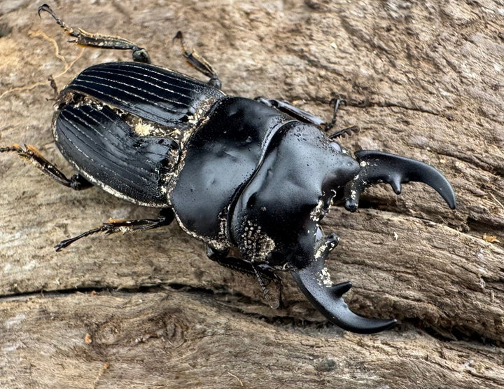 【WF2】《フィリピンネブト亜種バンガイエンシス 30mm B品ペア》