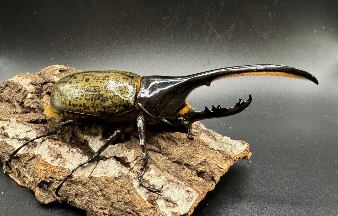 《ヘラクレス・ヘラクレス 126mm ペア》