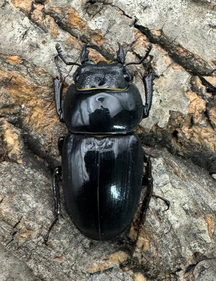 【WF3】《サキシマヒラタクワガタ 61mm ペア》