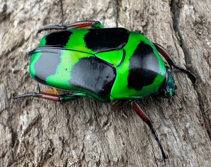 【WD】《マックレーツヤカナブン ペア》②