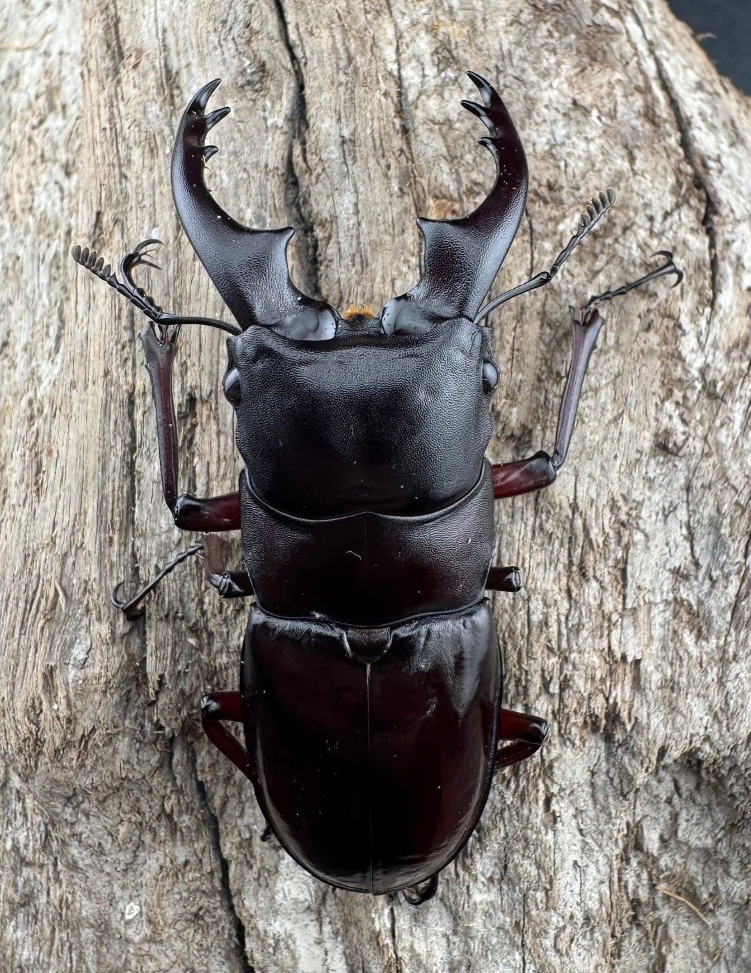 《ボーリンフタマタ亜種バミノルム 64.5mm ペア》