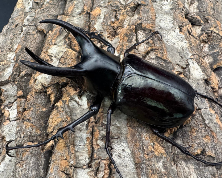 【WD】《モーレンカンプオオカブト 92.5mm ペア》