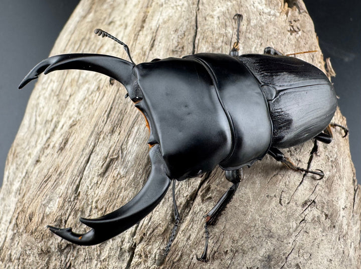 【WD】《ミンダナオパリーオオクワ キダパワン産 70mm ペア》