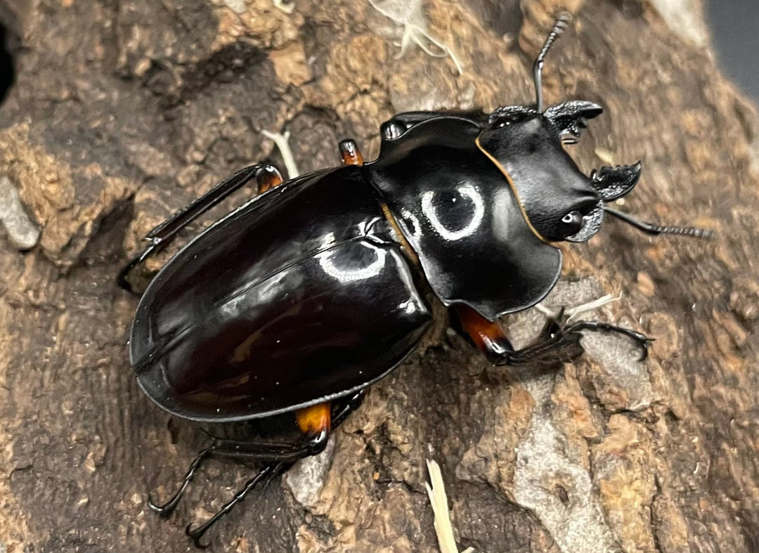 【WD】《インペリアリスツヤクワガタ 66mm ペア》