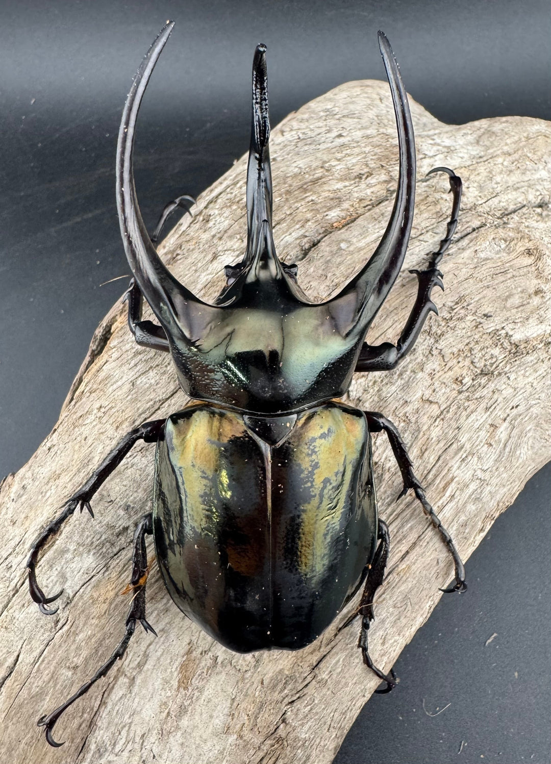 【WD】《ミンダナオアトラスオオカブト マラグサン産 99mm ペア》