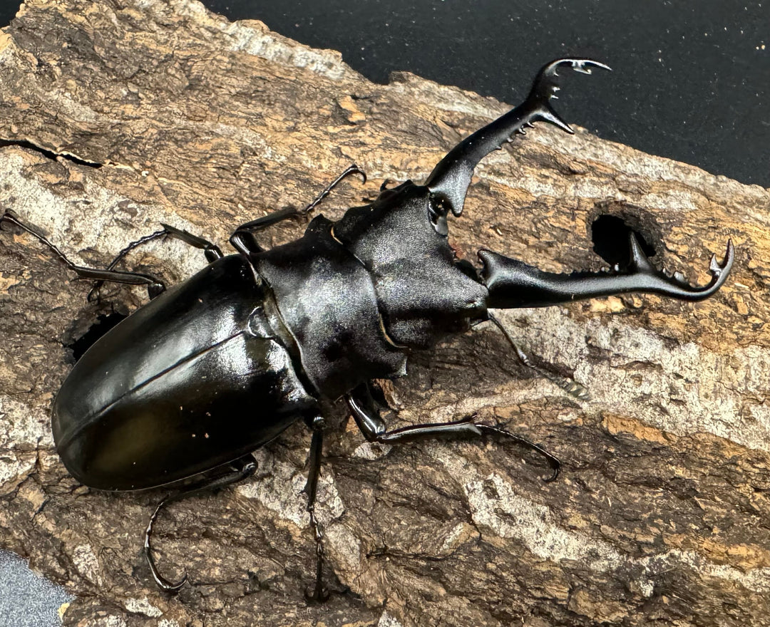 【WD】《ギラファノコギリ亜種ニシヤマイ 94.5mm ペア》