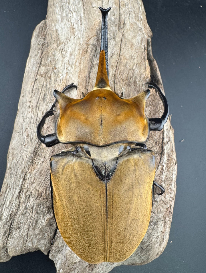 《エレファスゾウカブト 117mm ペア》