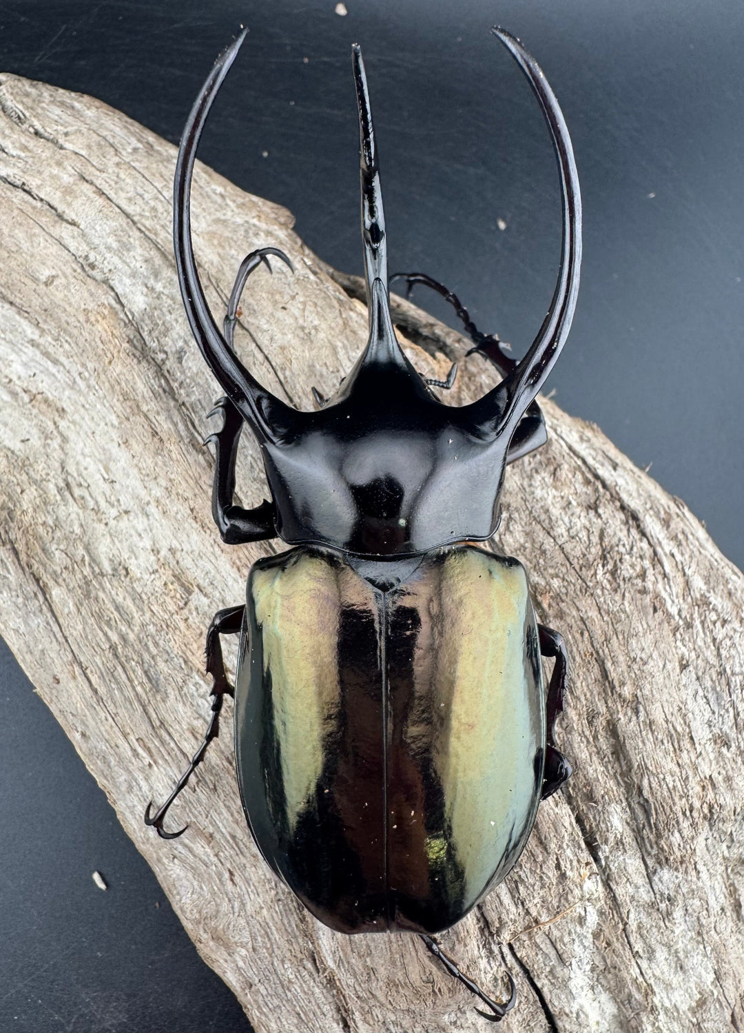 【WD】《ジャワコーカサスオオカブト 97.5mm ペア》