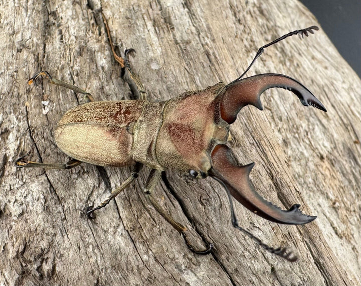 【WD】《スズムラホソアカ ロハス産 40mm ペア》②