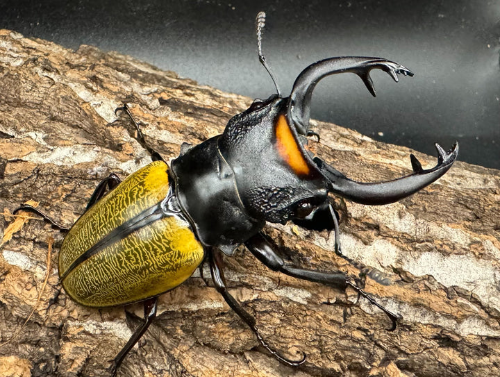 【WD】《スペクタビリスツヤクワガタ 75mm ペア》