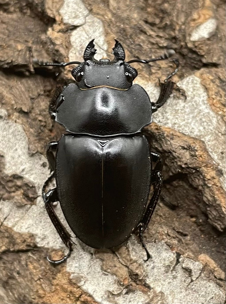 【WD】《プラティノータツヤクワガタ 37.5mmUP ペア》