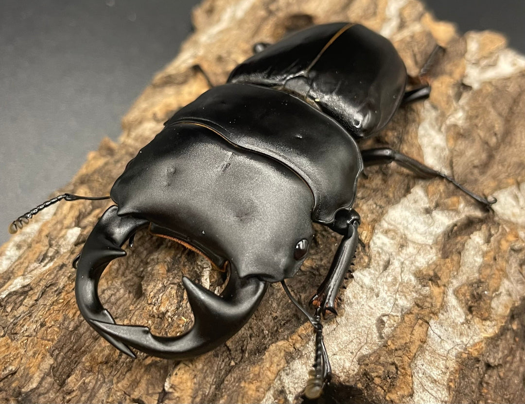 《インドグランディス亜種moriyai Garda95.0血統 80mm ペア》