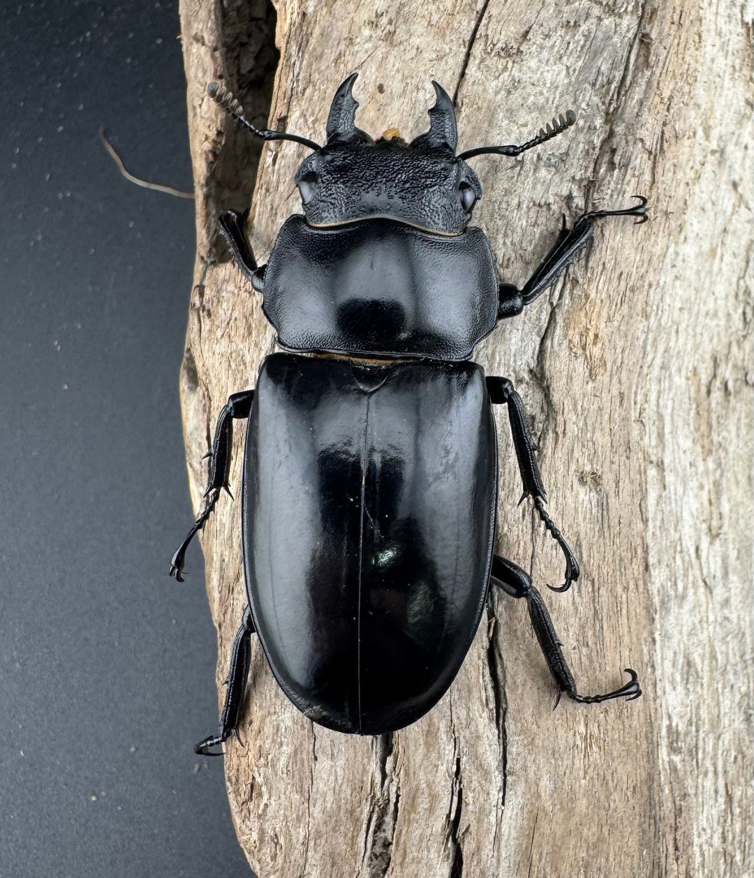 【WD】《セアカフタマタ（パリーフタマタ） 85mm ペア》