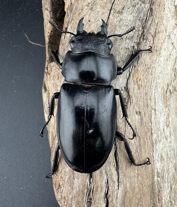 【WD】《セアカフタマタ（パリーフタマタ） 85mm ペア》