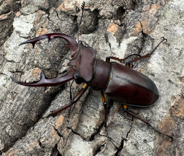 【WD】2018新種記載《ジュシャンミヤマ 51mm ペア》