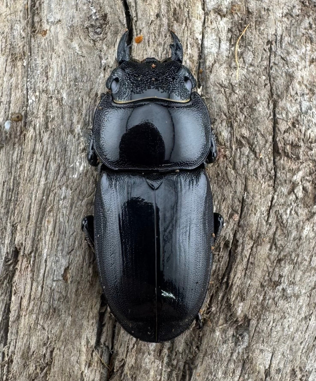 【WD】《ウンナンヒラタ(内歯消滅タイプ) 貴州省産 67mm A'品ペア》