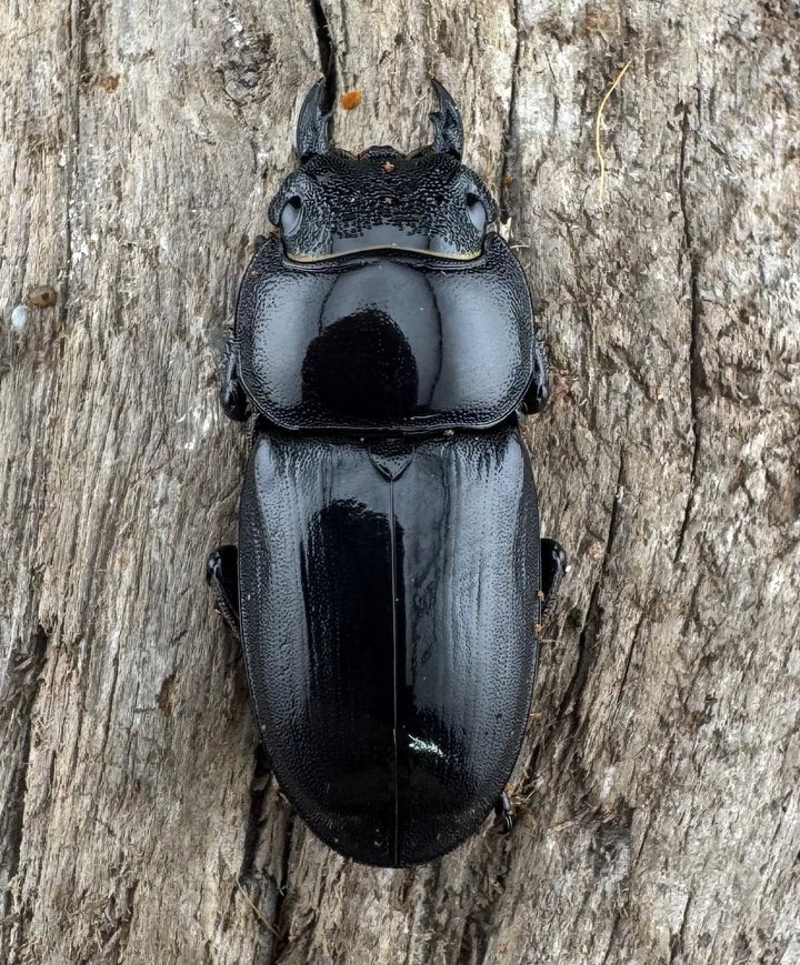 【WD】《ウンナンヒラタ(内歯消滅タイプ) 貴州省産 67mm A'品ペア》